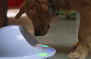 CleverPet for dogs and cats