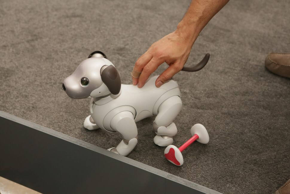 sony aibo robot dog