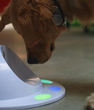 Here’s an Amazing News for all the Dog Lovers CleverPet for dogs and cats