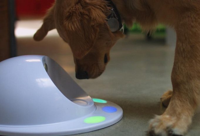 Here’s an Amazing News for all the Dog Lovers CleverPet for dogs and cats